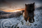 North Yorkshire 2017