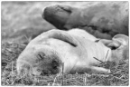 Donna Nook Grey Seals